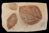 Three, Large, Red Fossil Leaves (Carya & Phyllites) - Montana #165063-1